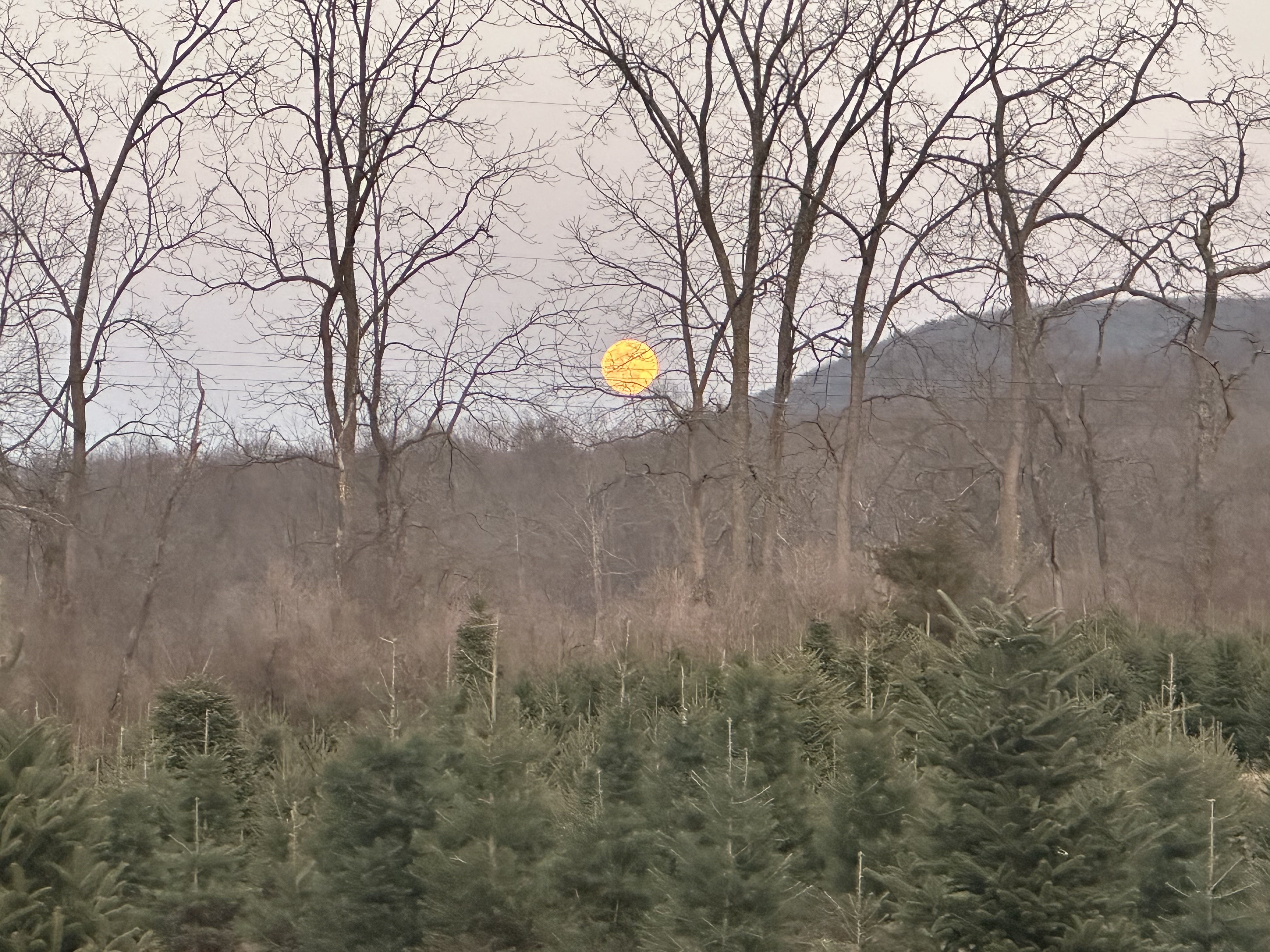 Sunset over the Christmas tree farm